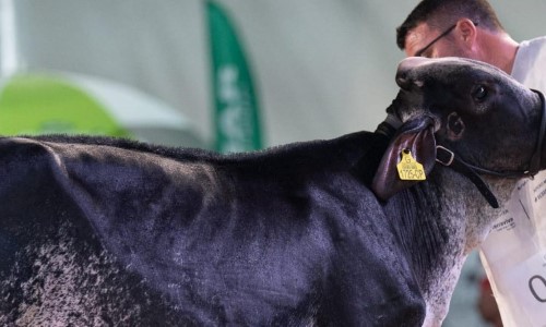 Expo Girolando 2026 vai movimentar Barra Mansa e destacar a força do agronegócio leiteiro